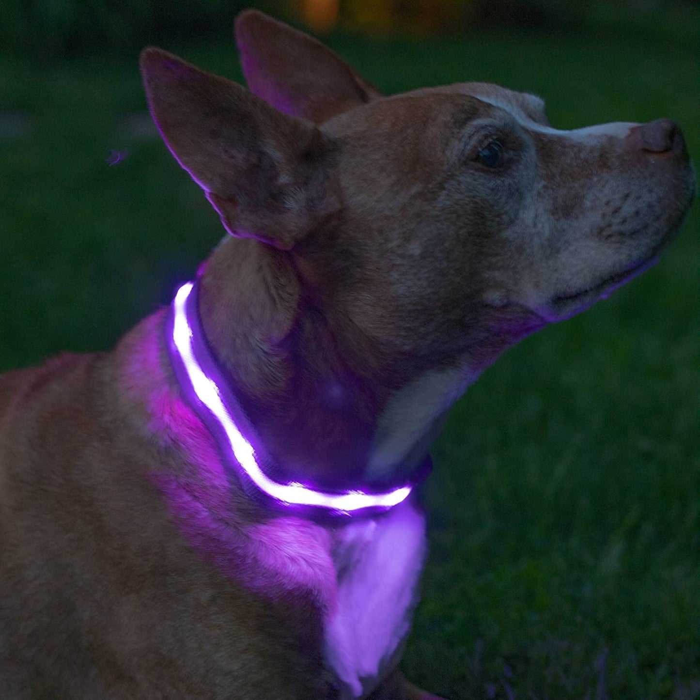 Brightest Light up Dog Collars - 1,000 Feet of Visibility - USB Rechargeable - Waterproof 