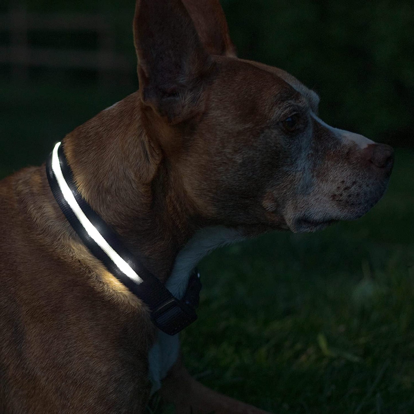 Brightest Light up Dog Collars - 1,000 Feet of Visibility - USB Rechargeable - Waterproof 