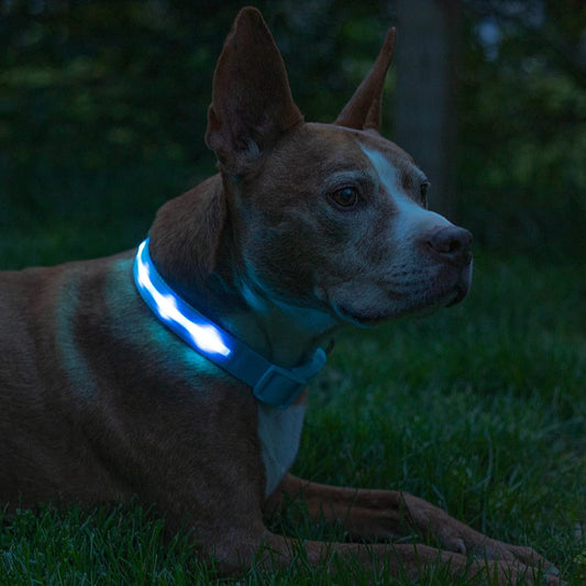 Brightest Light up Dog Collars - 1,000 Feet of Visibility - USB Rechargeable - Waterproof 