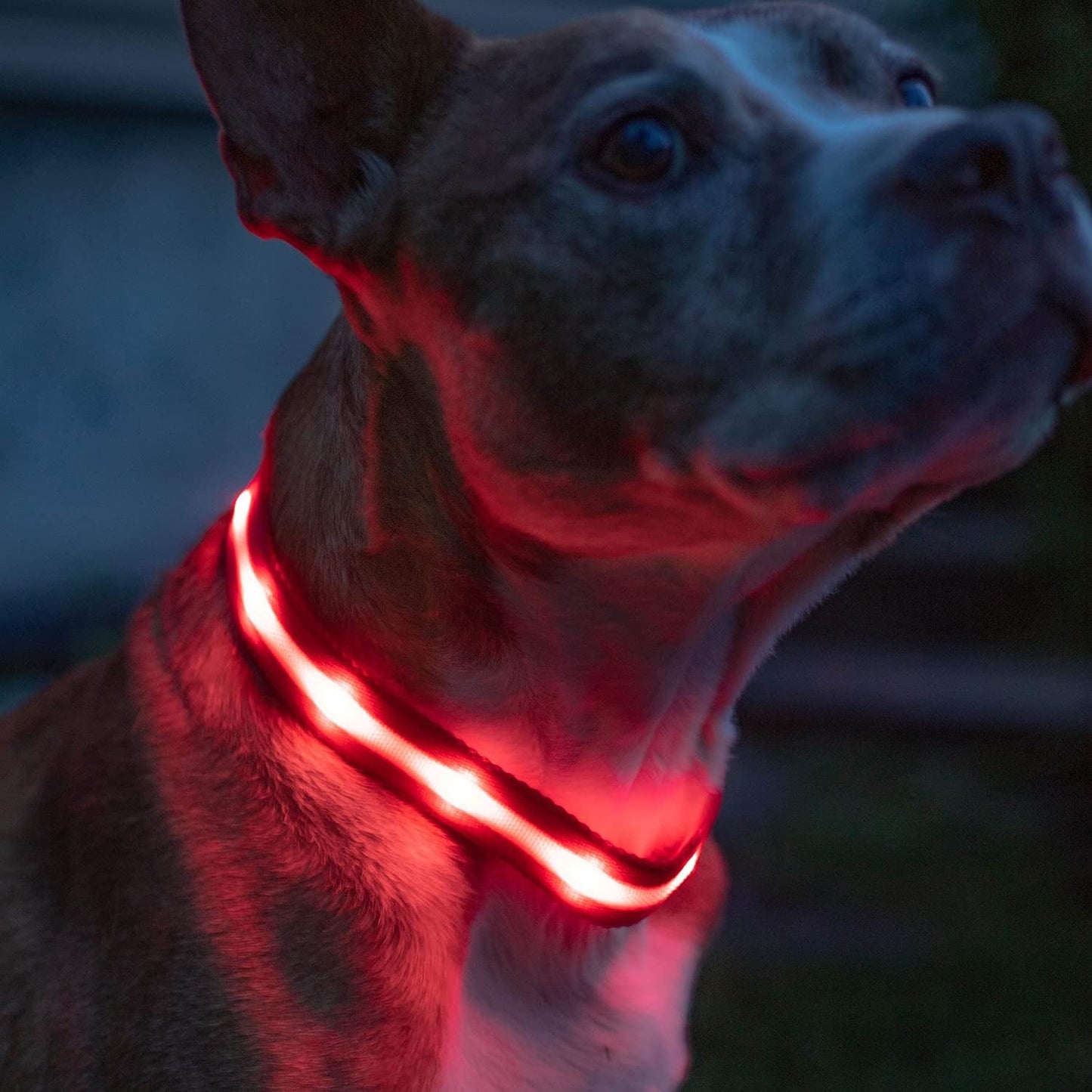 Brightest Light up Dog Collars - 1,000 Feet of Visibility - USB Rechargeable - Waterproof 