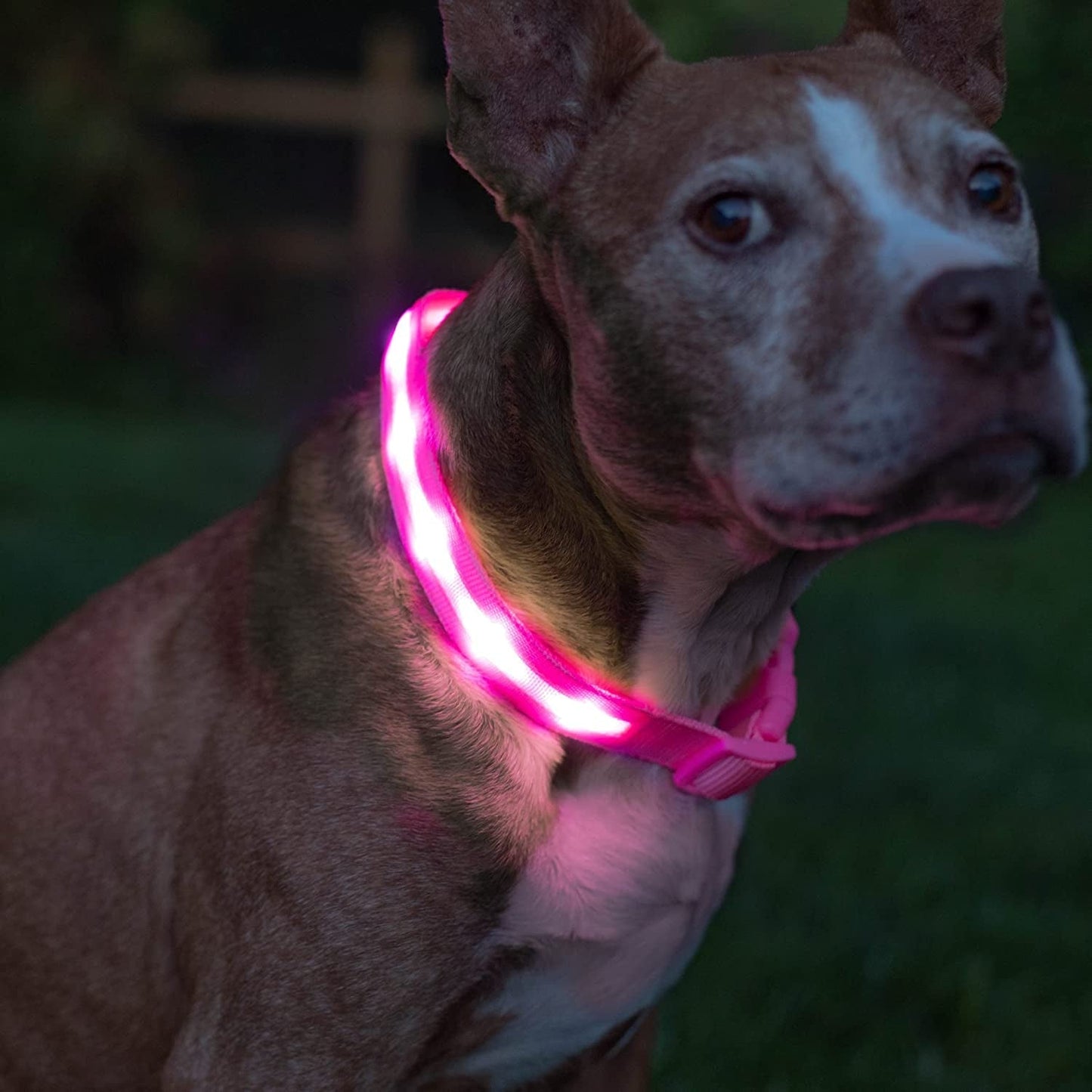 Brightest Light up Dog Collars - 1,000 Feet of Visibility - USB Rechargeable - Waterproof 