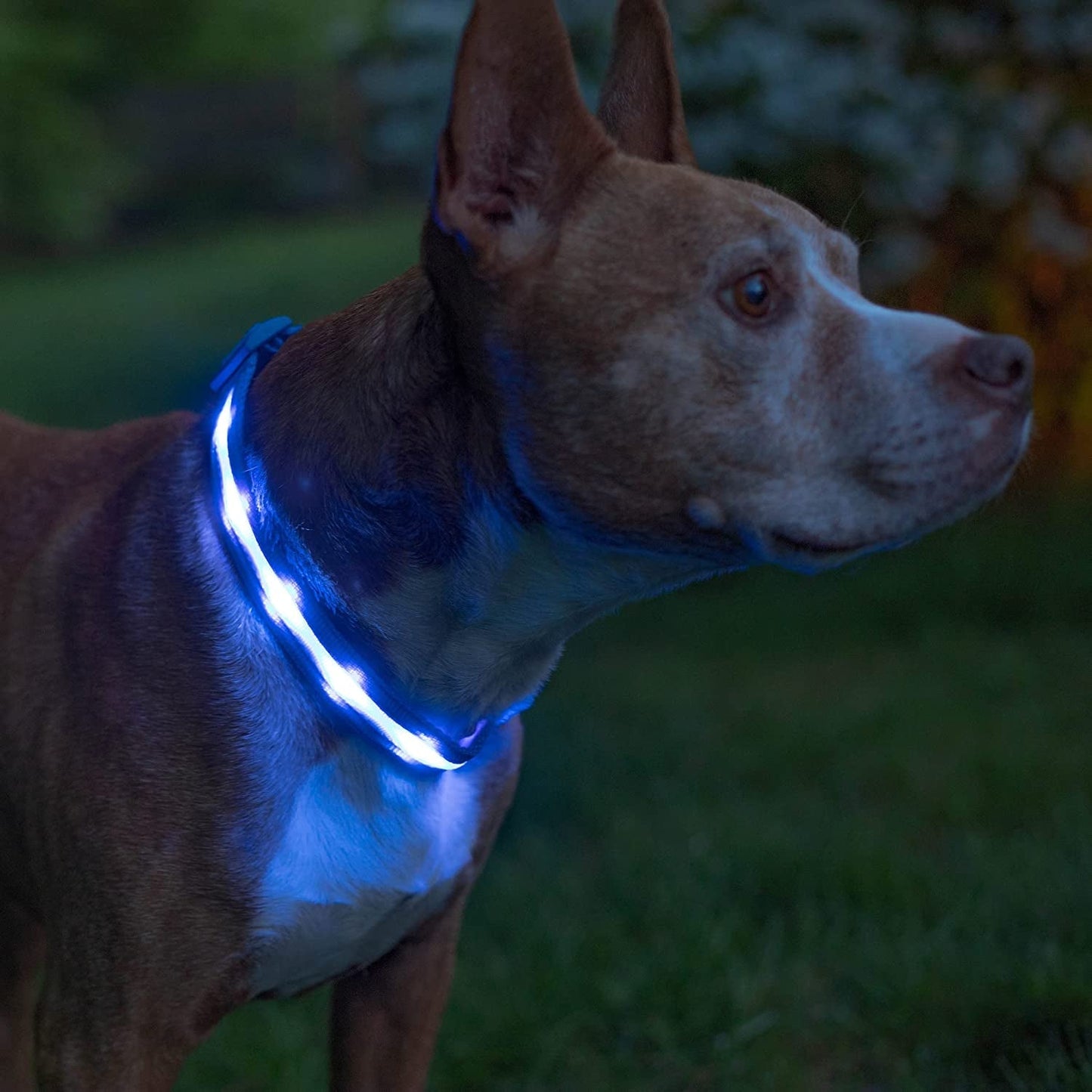 Brightest Light up Dog Collars - 1,000 Feet of Visibility - USB Rechargeable - Waterproof 